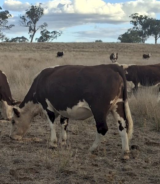 PTIC Autumn Calve Cows