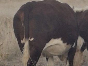 PTIC Autumn Calve Cows