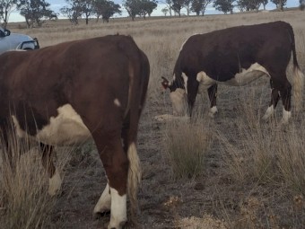 PTIC Autumn Calve Cows