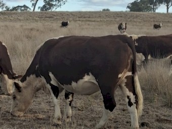 PTIC Autumn Calve Cows