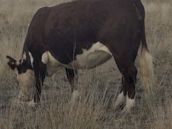 PTIC Autumn Calve Cows