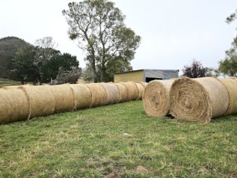 Pasture Hay large round bales