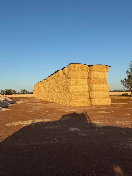 Barley header tailings