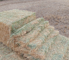 300mt Wheaten Hay 8x4x3 Bales