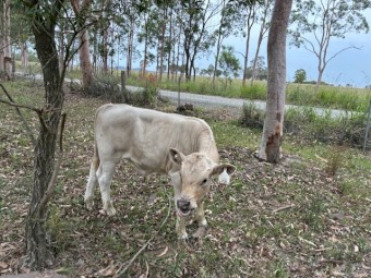 8 x Square Meters Heifers, Bull and Steers Cattle