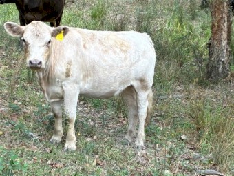 8 x Square Meters Heifers, Bull and Steers Cattle
