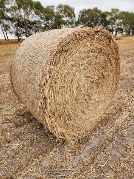 2025 Wheaten Hay Rolls