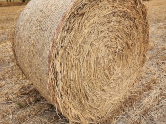 2025 Wheaten Hay Rolls