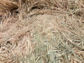 2025 Wheaten Hay Rolls