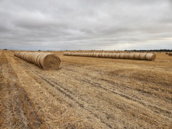 2025 Wheaten Hay Rolls