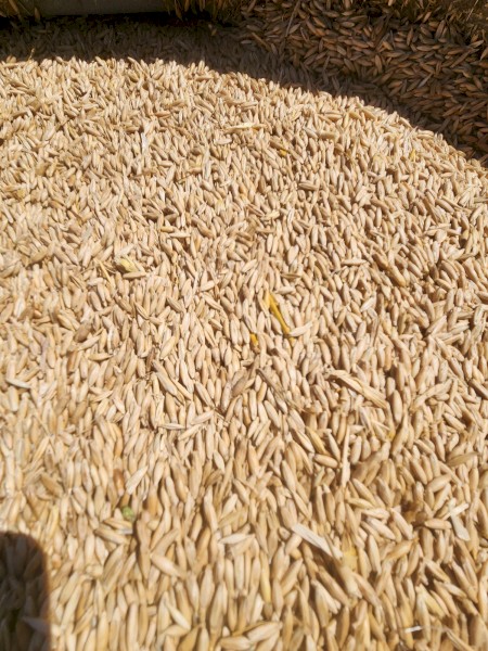2025/26 Feed Oats