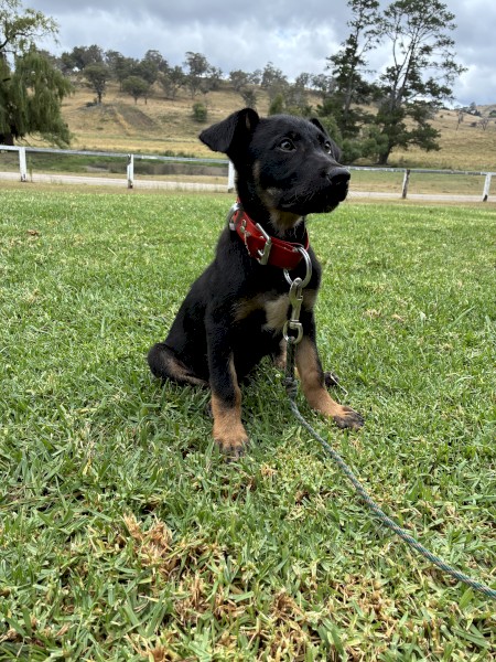 Kelpie X Collie Male Pup