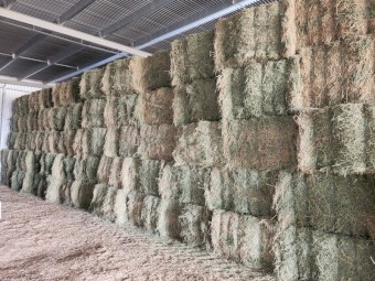 Lucerne Hay