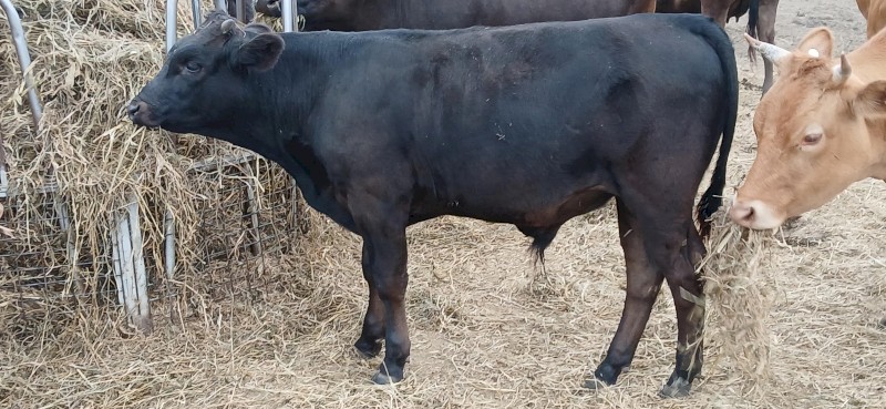 15 X Black & Red 6 Month Old Full Blood Wagyu Bull Calves (Price is per Kg)