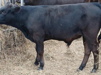 15 X Black & Red 6 Month Old Full Blood Wagyu Bull Calves (Price is per Kg)