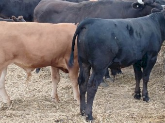 15 X Black & Red 6 Month Old Full Blood Wagyu Bull Calves (Price is per Kg)