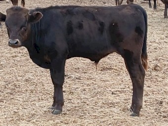 15 X Black & Red 6 Month Old Full Blood Wagyu Bull Calves (Price is per Kg)