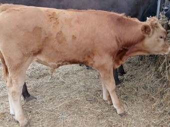 15 X Black & Red 6 Month Old Full Blood Wagyu Bull Calves (Price is per Kg)