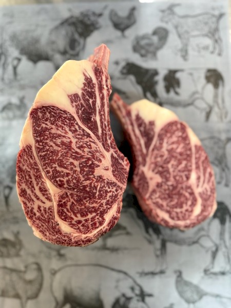 Full blood wagyu cows and heifers