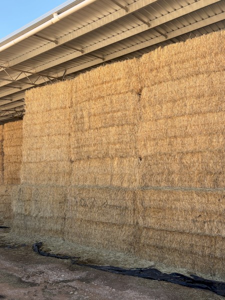 150mt Barley Hay 680kg Bales 8x4x3