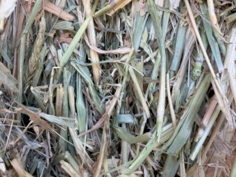 150mt Barley Hay 680kg Bales 8x4x3