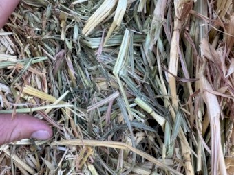 Oaten Hay