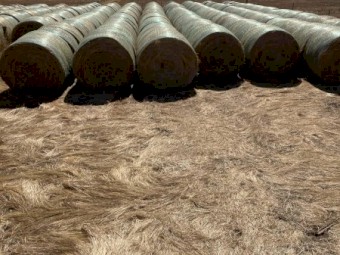 200 x Pasture Hay 5x4 Round Bales