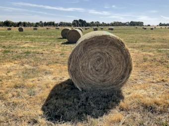 200 x Pasture Hay 5x4 Round Bales