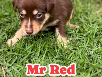 Kelpie x Border Collie Puppies – 10 Working Pups Available