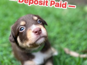 Kelpie x Border Collie Puppies – 10 Working Pups Available