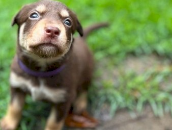 Kelpie x Border Collie Puppies – 10 Working Pups Available