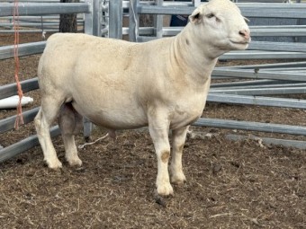 White Dorper rams
