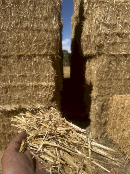Wheat straw 