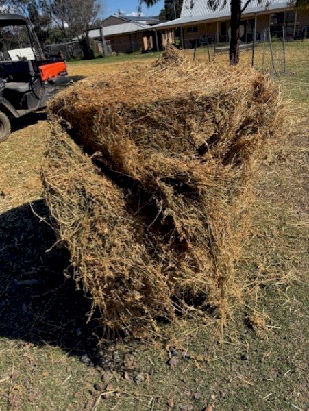 New Season 4^4 Lucerne Hay