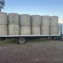 New Season Forage Barley Hay 4^4