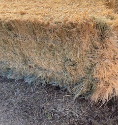 25mt Cereal Hay 8x4x3 Bales