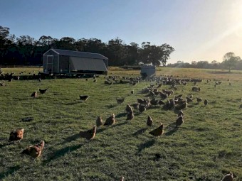 WANTED Leghorn Chicken Trailer
