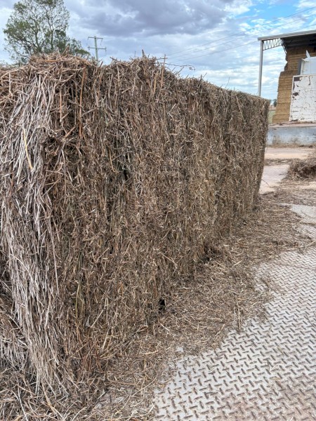 Lucerne Hay 8x4x3 Bales
