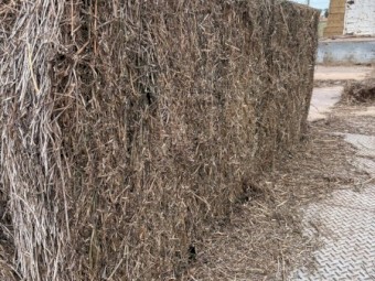 Lucerne Hay 8x4x3 Bales