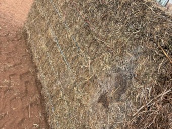 Lucerne Hay 8x4x3 Bales