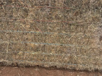 Lucerne Hay 8x4x3 Bales