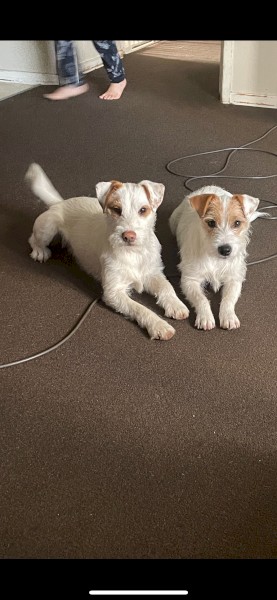 Parson Russell Terriers