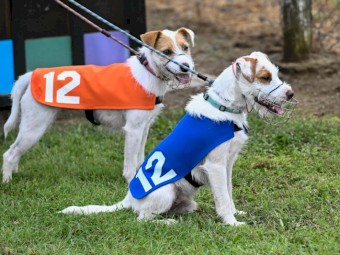 Parson Russell Terriers