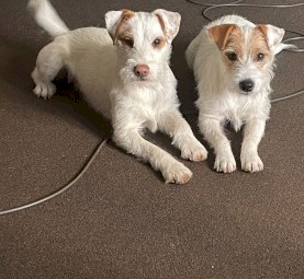Parson Russell Terriers