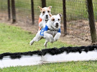 Parson Russell Terriers