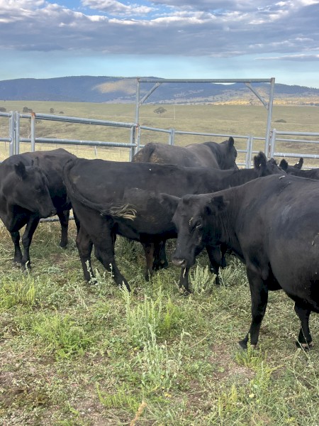 Angus Cows & calves 