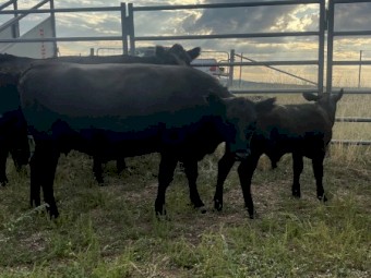 Angus Cows & calves 