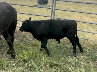 Angus Cows & calves 