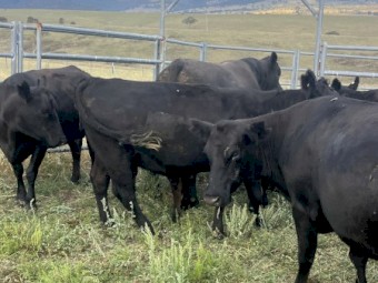 Angus Cows & calves 