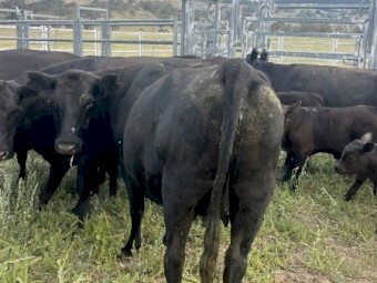 Angus Cows & calves 